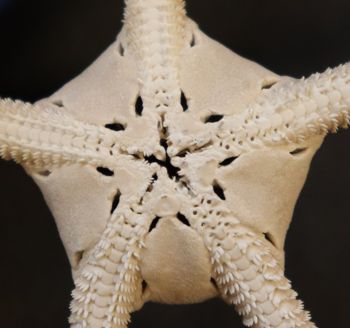 Media type: image; Invertebrate Zoology OPH-932